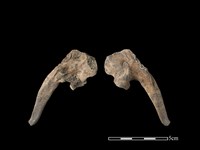 藏品(豬骨)的圖片