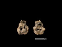 藏品(豬骨)的圖片