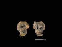 藏品(豬骨)的圖片