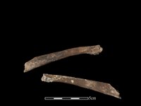 藏品(豬骨)的圖片