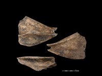 藏品(豬骨)的圖片