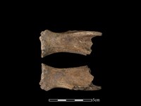 藏品(豬骨)的圖片