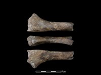 藏品(豬骨)的圖片