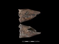 藏品(豬骨)的圖片