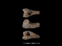 藏品(豬骨)的圖片