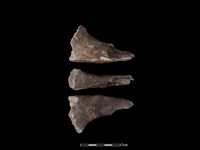 藏品(豬骨)的圖片