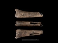 藏品(豬骨)的圖片