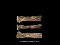 藏品(豬骨)的圖片