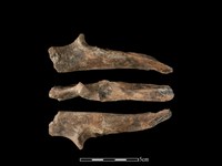 藏品(豬骨)的圖片