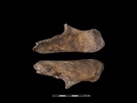 藏品(豬骨)的圖片