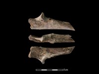 藏品(豬骨)的圖片