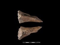 藏品(豬骨)的圖片