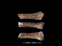 藏品(豬骨)的圖片