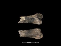 藏品(豬骨)的圖片