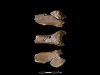 藏品(豬骨)的圖片