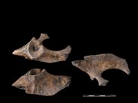 藏品(豬骨)的圖片