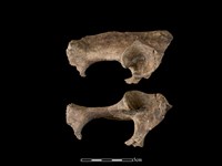 藏品(豬骨)的圖片