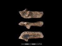 藏品(豬骨)的圖片