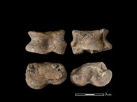 藏品(豬骨)的圖片