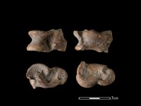 藏品(豬骨)的圖片