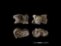 藏品(豬骨)的圖片