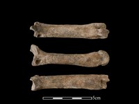 藏品(豬骨)的圖片