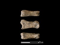 藏品(豬骨)的圖片