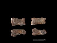 藏品(豬骨)的圖片