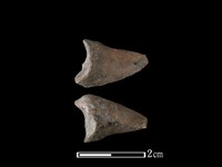 藏品(豬骨)的圖片