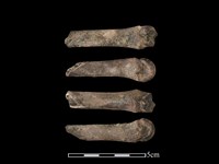 藏品(豬骨)的圖片