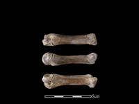 藏品(豬骨)的圖片