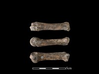 藏品(豬骨)的圖片