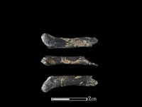 藏品(豬骨)的圖片