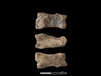 藏品(豬骨)的圖片