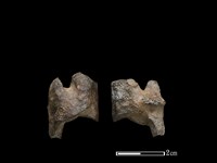 藏品(豬骨)的圖片