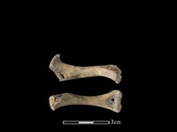 藏品(豬骨)的圖片