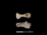 藏品(豬骨)的圖片