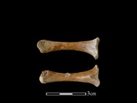 藏品(豬骨)的圖片