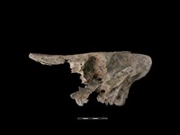 藏品(豬骨)的圖片