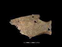 藏品(豬骨)的圖片