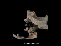 藏品(豬骨)的圖片