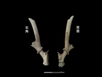 藏品(梅花鹿骨)的圖片