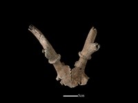 藏品(梅花鹿骨)的圖片