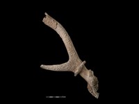 藏品(梅花鹿骨)的圖片