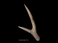 藏品(梅花鹿骨)的圖片