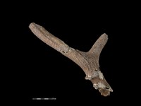 藏品(梅花鹿骨)的圖片