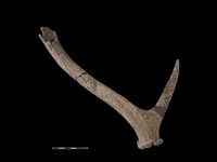 藏品(梅花鹿骨)的圖片