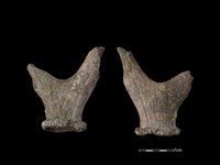 藏品(梅花鹿骨)的圖片