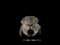 藏品(梅花鹿骨)的圖片