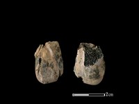 藏品(梅花鹿骨)的圖片